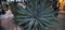 large agave bush and flat cacti with