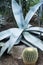 Large agave century plant and golden barrel cactus