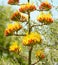 Large Agave Flower Stalk