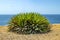 A large agave or other succulent on top of a cliff. In the background is the blue Atlantic Ocean. It is on the island of