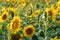 A large agricultural field for growing sunflower on an industrial scale. Beautiful flowers and sunflower leaves close-up in the