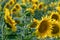 A large agricultural field for growing sunflower on an industrial scale. Beautiful flowers and sunflower leaves close-up in the