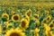 A large agricultural field for growing sunflower on an industrial scale. Beautiful flowers and sunflower leaves close-up in the