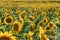 A large agricultural field for growing sunflower on an industrial scale. Beautiful flowers and sunflower leaves close-up in the