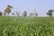 A large agriculture sprinkler wetting a newly planted corn field