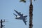 Large airplane in flight by palm tree