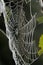 Large Alabama Spider Web Covered With Morning Dew