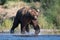 Large Alaskan brown bear