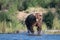 Large Alaskan brown bear