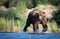 Large Alaskan brown bear