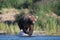 Large Alaskan brown bear