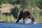 Large Alaskan brown bear