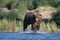 Large Alaskan brown bear