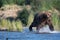 Large Alaskan brown bear