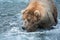 Large Alaskan brown bear