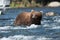 Large Alaskan brown bear in river