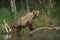 Large Alaskan brown bear sow