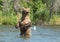 Large Alaskan brown bear sow in water