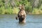 Large Alaskan brown bear sow in water