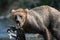 Large Alaskan brown bear with stick