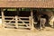 A large albino buffalo feeds in the stall on ranch