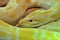 Large Albino Burmese Python