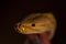 large albino molur python in the hands of a brunette girl