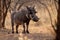 Large Alert Warthog Male