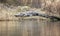 Large alligator basking on the bank of Okefenokee Suwannee Sill Recreation Area  Georgia USA