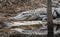 Large alligator basking on the bank of Okefenokee Suwannee Sill Recreation Area Georgia USA