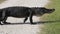 Large alligator crossing a country road in Florida