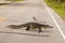 Large alligator crossing the road