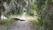 Large alligator crossing a trail