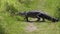 Large alligator crossing a trail in Florida wetland.