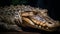 Large alligator head with dangerous teeth in wet swamp habitat generated by AI