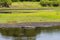 Large alligator resting near Florida swamp.