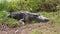 Large alligator resting near lake