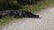 Large alligator resting on a side of a road
