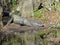Large Alligator on a River Bank