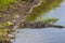 Large alligator submerged in a Florida swamp.