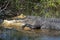 A Large Alligator Sunning