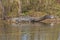 Large Alligator Sunning on the Shore of a Wetland