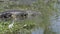 Large alligator walks in a swamp