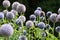 Large allium flower heads bees flying