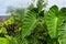 Large Alocasia Odora Elephant Ear Plant Leaves in a Garden