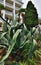 Large aloe in the flowerbed in front of the house