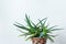 A large aloe plant in a clay pot with an ornament stands opposite the white wall