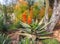 Large aloe plant with orange flowers