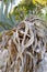 the large aloe plant is withered, dying. global drought and warming concept.