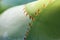 Large aloe thorns in detail. Macrophoto thorns in aloe leaf